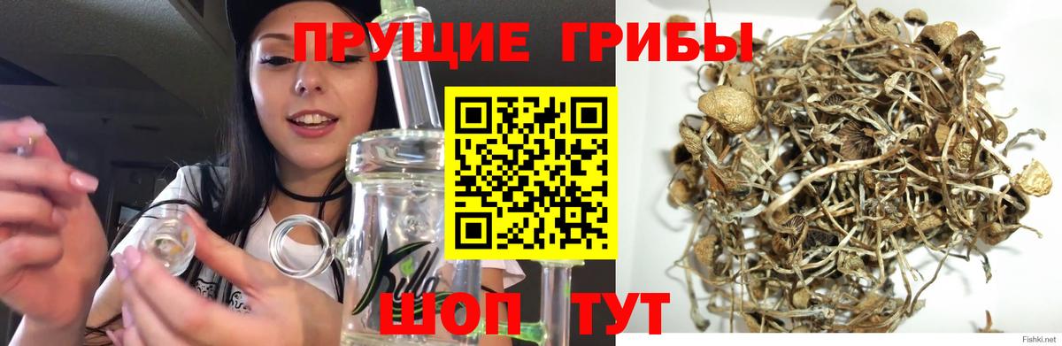 Псилоцибиновые грибы Psilocybine cubensis Губаха
